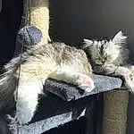 Chat, Small To Medium-sized Cats, Felidae, Moustaches, Carnivore, Norvégien, Queue, Polydactyl Cat, Chat tigré, Maine Coon, Poil, Chatons, European Shorthair, Patte, Griffe, Faon, Domestic Short-haired Cat, Oreille, Asiatique