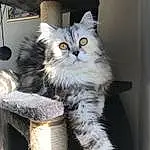 Chat, Small To Medium-sized Cats, Felidae, Moustaches, Carnivore, Norvégien, Sibérien, Domestic Long-haired Cat, British Semi-longhair, British Longhair, Chatons, Maine Coon, Chat tigré, Polydactyl Cat, Asiatique, Domestic Short-haired Cat, European Shorthair, Ragamuffin