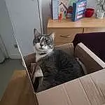 Chat, Small To Medium-sized Cats, Felidae, Moustaches, Domestic Short-haired Cat, Box, European Shorthair, Carnivore, Room, Table, Chatons, American Shorthair, Cardboard, Bois, Meubles, Chat tigré, Asiatique