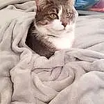 Chat, Small To Medium-sized Cats, Felidae, Moustaches, Chat de l’Egée, Domestic Short-haired Cat, Carnivore, American Wirehair, Asiatique, European Shorthair, Chatons, Australian Mist, American Shorthair, Singapura, Chat tigré, Blanket, Faon
