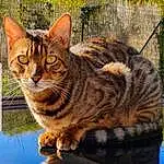 Chat, Small To Medium-sized Cats, Felidae, Chat tigré, Moustaches, Carnivore, European Shorthair, Dragon Li, Toyger, Domestic Short-haired Cat, Bengal, Californian Spangled, Ocicat, Asiatique, American Shorthair, Chat sauvage, Chat de l’Egée, Egyptian Mau