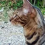 Chat, Small To Medium-sized Cats, Moustaches, Felidae, Chat tigré, Domestic Short-haired Cat, European Shorthair, Carnivore, Chat sauvage, Bengal, Ocicat, Asiatique, Museau, Sokoke, Herbe, Dragon Li, Toyger