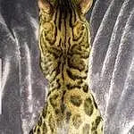 Chat, Small To Medium-sized Cats, Felidae, Bengal, Carnivore, Moustaches, Californian Spangled, Terrestrial Animal, Dragon Li, Ocicat, Chat sauvage, Egyptian Mau, Chat tigré, Asiatique, European Shorthair, Museau, Toyger