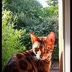 Chat, Small To Medium-sized Cats, Felidae, Moustaches, Carnivore, Bengal, Toyger, European Shorthair, Ocicat, Domestic Short-haired Cat, Chat tigré, Asiatique, Arbre, Dragon Li, Sokoke, Plante, Chatons