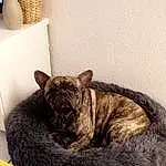 Chat, Felidae, Small To Medium-sized Cats, Cat Bed, Comfort, Carnivore, Moustaches, Sieste, Meubles, Domestic Short-haired Cat, Dragon Li, Chat tigrÃ©, Chatons, Bed, European Shorthair, Poil, Faon, Dog Bed, American Shorthair