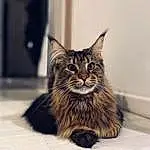 Chat, Moustaches, Small To Medium-sized Cats, Felidae, Maine Coon, Carnivore, Chat tigrÃ©, Yeux, Chatons, Poil, Museau, NorvÃ©gien, Asiatique, Assis, European Shorthair, Faon, Domestic Short-haired Cat