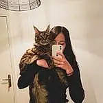 Chat, Small To Medium-sized Cats, Felidae, Peau, Moustaches, Poil, Beauty, Yeux, Oreille, Chatons, Carnivore, Room, Hand, European Shorthair, Chat tigrÃ©, Brown Hair, Domestic Short-haired Cat, Maine Coon, Asiatique