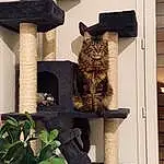 Chat, Small To Medium-sized Cats, Felidae, Chat tigrÃ©, Moustaches, Bois, Carnivore, Polydactyl Cat, European Shorthair, Domestic Short-haired Cat, Asiatique, Maine Coon, Chatons