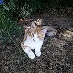Chat, Small To Medium-sized Cats, Felidae, Moustaches, Herbe, European Shorthair, Chat de l’Egée, Domestic Short-haired Cat, Carnivore, Chat sauvage, Polydactyl Cat, Chat tigré, Chatons, Poil, Faon, Queue, Norvégien
