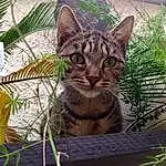 Chat, Small To Medium-sized Cats, Moustaches, Felidae, Chat tigrÃ©, European Shorthair, Domestic Short-haired Cat, Bengal, Ocicat, Carnivore, Dragon Li, Asiatique, Toyger, Herbe, Plante, Chat sauvage, Rusty-spotted Cat, Arbre