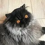 Chat, Small To Medium-sized Cats, Domestic Long-haired Cat, Felidae, Persan, British Longhair, Moustaches, Asian Semi-longhair, Carnivore, British Semi-longhair, Yeux, Norvégien, Poil, Museau, Chats noirs, Himalayan, Queue, Iris