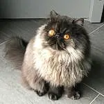 Chat, Small To Medium-sized Cats, Moustaches, Felidae, Domestic Long-haired Cat, Persan, Asian Semi-longhair, Yeux, British Semi-longhair, British Longhair, Poil, Carnivore, Museau, Himalayan, Iris, Napoleon Cat, Norvégien, Chatons