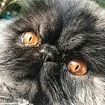 Chat, Moustaches, Small To Medium-sized Cats, Felidae, Persan, Yeux, Museau, Close-up, Carnivore, Chats noirs, Domestic Long-haired Cat, British Longhair, Iris, Poil, Norvégien, Himalayan, British Semi-longhair