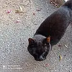 Chat, Yeux, Felidae, Carnivore, Road Surface, Small To Medium-sized Cats, Moustaches, Asphalt, Chats noirs, Museau, Queue, Terrestrial Animal, Domestic Short-haired Cat, Poil, Bombay, Tar, Soil, Concrete, Patte, Shadow