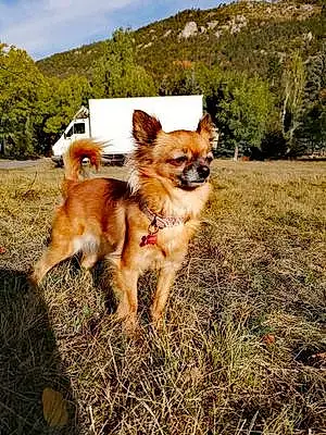 Nom Chihuahua Chien Lassie