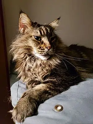 Nom Maine Coon Chat Louky