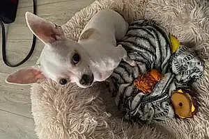 Nom Chihuahua Chien Ozzie