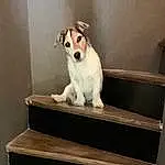 Chien, Carnivore, Race de chien, Felidae, Moustaches, Bois, Chien de compagnie, Faon, Stairs, Small To Medium-sized Cats, Comfort, Museau, Queue, Pet Supply, Patte, Rectangle, Canidae, Hardwood, Poil, Working Animal