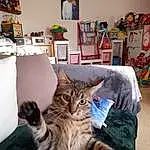 Chat, Felidae, Carnivore, Moustaches, Small To Medium-sized Cats, Shelf, Comfort, Shelving, Art, Bookcase, Poil, Publication, Domestic Short-haired Cat, Queue, Human Leg, Visual Arts, Lap, Patte, Room, Griffe