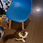 Race de chien, Carnivore, Bois, Chien de compagnie, Felidae, Hardwood, Tints And Shades, Small To Medium-sized Cats, Chair, Electric Blue, Queue, Balloon, Laminate Flooring, Moustaches, Canidae, Circle, Wood Flooring