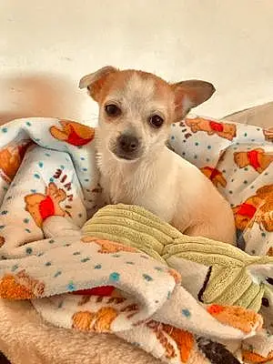 Nom Chihuahua Chien Oki