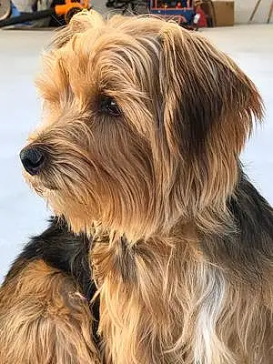 Nom Norfolk Terrier Chien Tintin