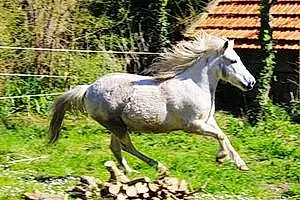 Welsh Pony and Cob Caramel