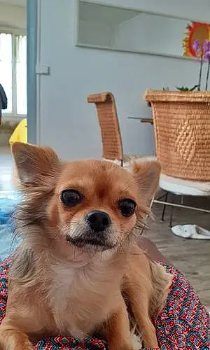 Nom Chihuahua Chien Mindy