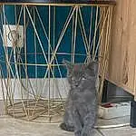 Chat, Felidae, Carnivore, Bois, Grey, Moustaches, Small To Medium-sized Cats, Museau, Queue, Domestic Short-haired Cat, Poil, Metal, Electric Blue, Animal Shelter, Bleu russe, Mesh, Chats noirs, Chartreux, Patte