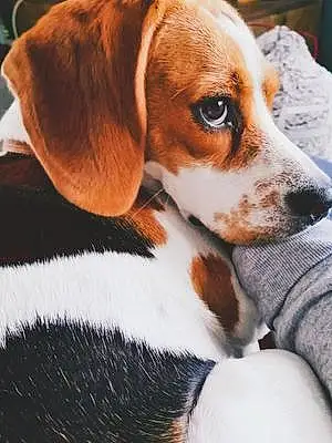 Nom Beagle Chien Pippa