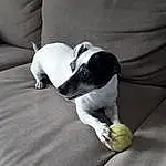 Chien, Comfort, Race de chien, Carnivore, Grey, Working Animal, Tennis Ball, Chien de compagnie, Baballe, Museau, Linens, Couch, Lemon, Canidae, Dog Toy, Sports Toy, Queue, Toy Dog, Dog Supply