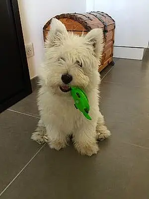 Nom West Highland White Terrier Chien Paddington