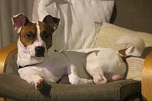 Nom Jack Russell Chien Oby