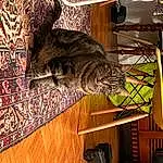 Chat, Bois, Felidae, Carnivore, Small To Medium-sized Cats, Moustaches, Hardwood, Queue, Wood Stain, Room, Domestic Short-haired Cat, Poil, Pattern, Comfort, Laminate Flooring, Art, Wood Flooring, Varnish