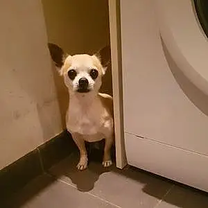 Nom Chihuahua Chien Disco