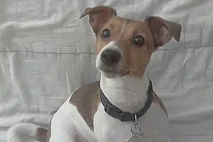 Nom Jack Russell Chien Poly