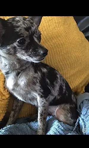 Nom Chihuahua Chien Pippa
