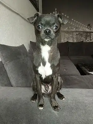 Nom Chihuahua Chien Pitt
