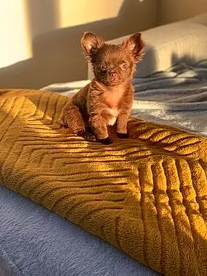 Nom Chihuahua Chien Balou