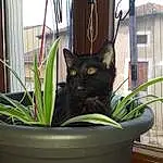 Plante, Chat, Flowerpot, FenÃªtre, Houseplant, Felidae, Carnivore, Small To Medium-sized Cats, Moustaches, Terrestrial Plant, Herbe, Bombay, Chats noirs, Domestic Short-haired Cat, Building, Room, Animal Shelter, Queue, Curtain, Poil