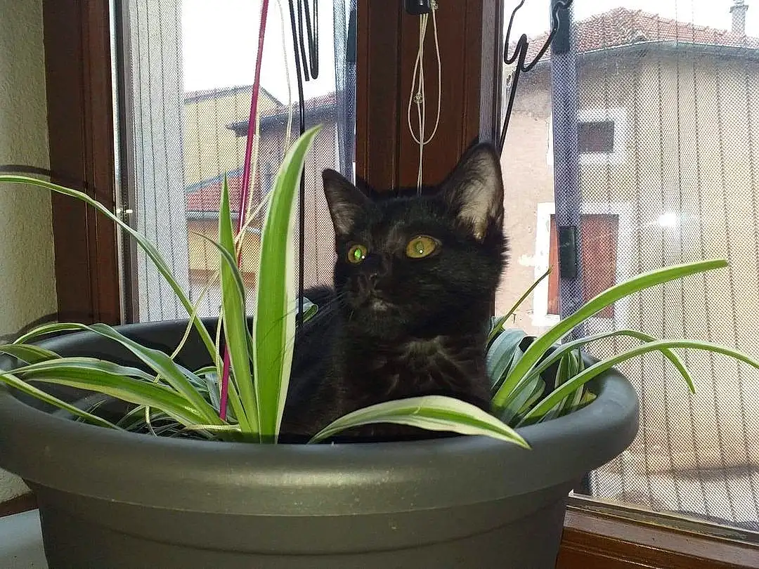 Plante, Chat, Flowerpot, FenÃªtre, Houseplant, Felidae, Carnivore, Small To Medium-sized Cats, Moustaches, Terrestrial Plant, Herbe, Bombay, Chats noirs, Domestic Short-haired Cat, Building, Room, Animal Shelter, Queue, Curtain, Poil