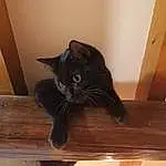 Chat, Felidae, Carnivore, Bois, Small To Medium-sized Cats, Wood Stain, Hardwood, Moustaches, Queue, Comfort, FenÃªtre, Domestic Short-haired Cat, Room, Poil, Varnish, Chats noirs, Cat Supply, Pet Supply, Plywood