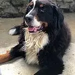 Chien, Race de chien, Canidae, Bernese Mountain Dog, Carnivore, Giant Dog Breed, English Shepherd, Australian Collie, Chien de compagnie, Rare Breed (dog), Working Dog, Ancient Dog Breeds, Greater Swiss Mountain Dog
