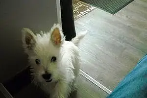 Nom West Highland White Terrier Chien Suzette