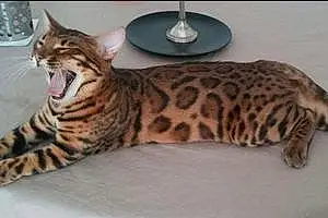 Nom Bengal Chat Jaguar