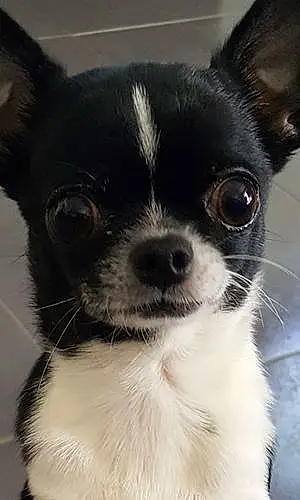 Nom Chihuahua Chien Mélodie