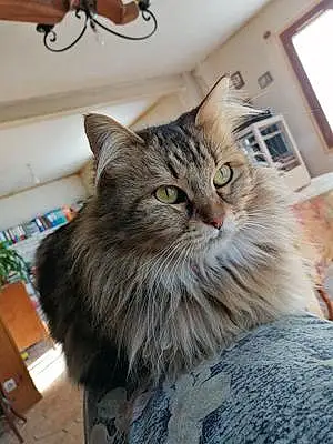 Nom Maine Coon Chat Mamour