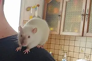 Rat Circé