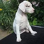 Chien, Race de chien, Canidae, Carnivore, Rajapalayam, Pointer, Dogo Guatemalteco, Rare Breed (dog), Chiots, Porcelaine, Faon, Queue, Dogo Argentino, Non-sporting Group