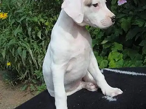 Chien, Race de chien, Canidae, Carnivore, Rajapalayam, Pointer, Dogo Guatemalteco, Rare Breed (dog), Chiots, Porcelaine, Faon, Queue, Dogo Argentino, Non-sporting Group